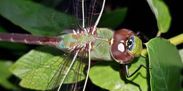 蜻蜓, 昆虫, 有翅膀的昆虫, 昆虫飞行, 翅膀, 关闭, 节肢动物