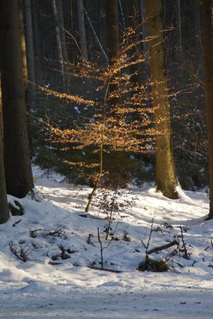 树, 小, 森林, 林间空地, 照明, 点亮, 冬天