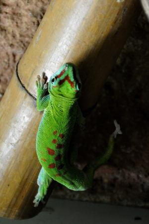 日壁虎, 马达加斯加 taggecko, 壁虎, 爬行动物, 绿色, 红色, 蜥蜴