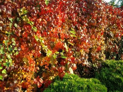 叶子, 秋天的落叶, 葡萄酒, 纠缠, 常春藤, 红色, 自然
