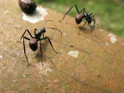 蚂蚁, 昆虫, 自然