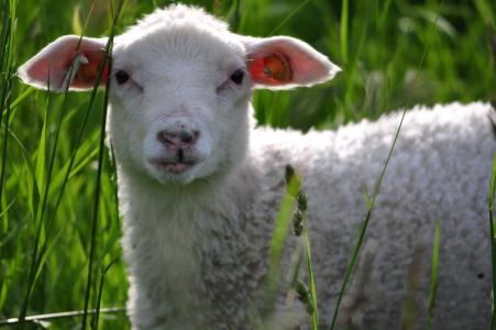 自然, 羔羊, 羊, 动物, 国内, 户外, 绿草