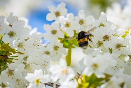 胡梅尔, 樱花, 采集花蜜, 昆虫, 花粉, 自然, 春天
