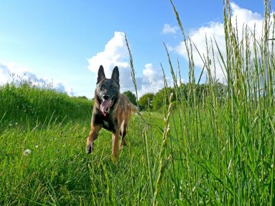 狗, 玛利诺, 比利时牧羊犬, 快速, 运行, 自然, 狗奔跑