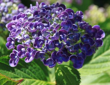 花, 紫色, 紫色的小花, 植物, 自然, 关闭, 花紫色