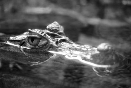 鳄鱼的眼睛, 水生捕食者, 黑色和白色, 猎人