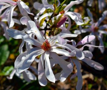木兰, magnoliengewaechs, 玉兰花, 木兰科植物, 开花, 绽放, 白色