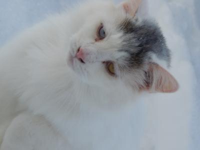 猫, 猫的脸, 猫的眼睛, 猫科动物, 可爱猫咪, 雪, 自然
