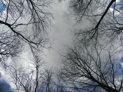审美, 雨云, 天空, 灰色, trueb, 自然, 树