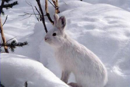 雪野兔, 兔子, 野兔, 野生动物, 自然, 户外, 雪