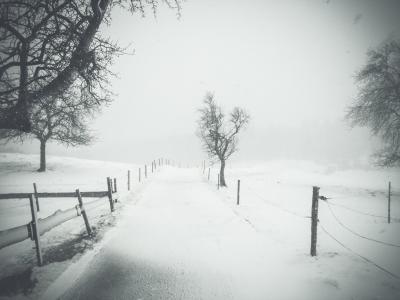 白雪皑皑, 道路, 附近的, 树木, 路径, 街道, 木材