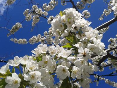 花朵, 春天, 苹果树上的花, 天空, 蜜蜂, 花, 开花