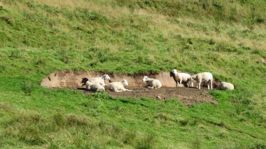 羊, 草甸, 自然, 休息, 羊群, 绿色