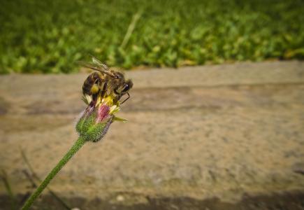 蜜蜂, 花蕾, 花, 花芽, 昆虫, 自然, polenating