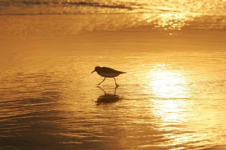 sanderling, 鸟, 涉水, 水, 海滩, 野生动物, 日落