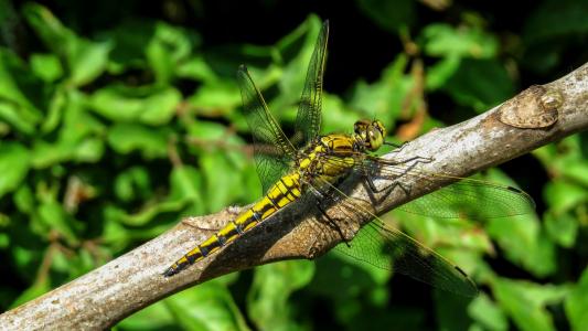 蜻蜓, 宏观, 自然, 昆虫, 国家保护区 tabaconas, 动物