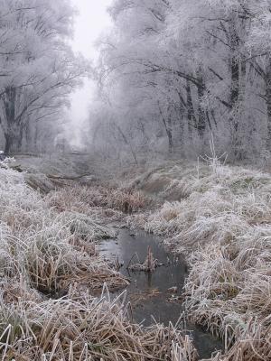 冬天, 弗罗斯特, 白色, 雪, 自然, 低温, 树
