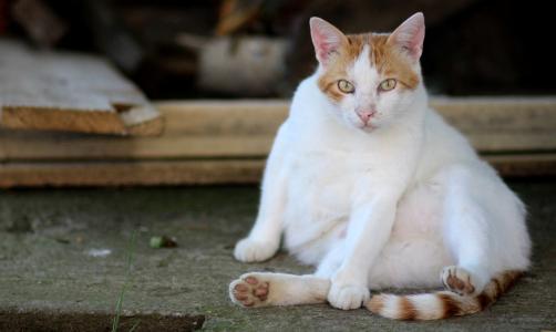 猫, 白色, 橙色, 懒, 居住地, 家猫, 宠物