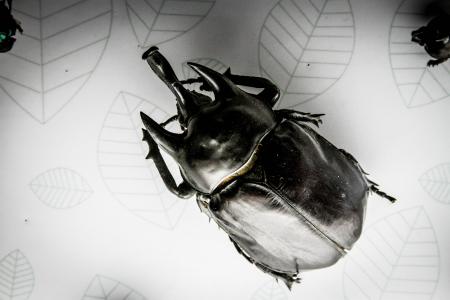 甲虫, 昆虫, 黑色甲虫, 动物, 强, 科学