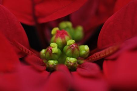 花, 红色, 一品红, 植物, 红色的花瓣, 圣诞节