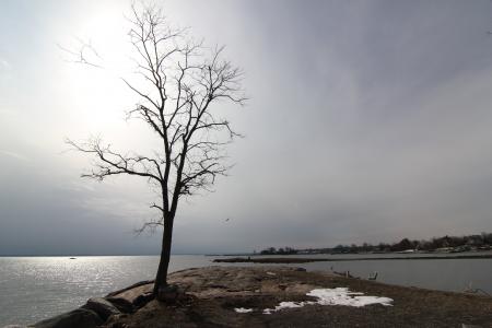 孤独的树, 冬日美景, 冬天, 海湾岛, 康涅狄格州, 长岛音响, 岩石