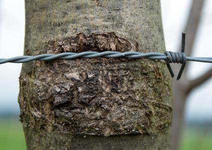 带刺的铁丝网, 电线, 旋转, 关闭, 布线, 树, 树皮