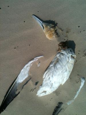 鸟, 海滩, 沙子, 海鸥, 死亡
