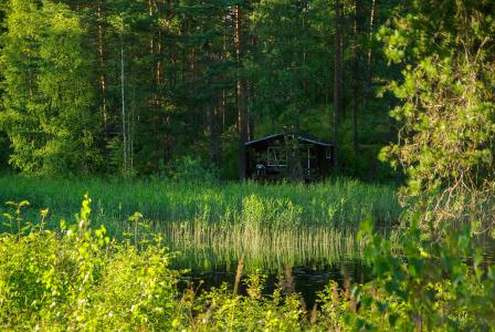 芬兰, 湖, 芦苇, 森林, 小木屋, 自然, 树