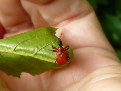 昆虫, 甲虫, 榛叶辊, apoderus croyli, 红色