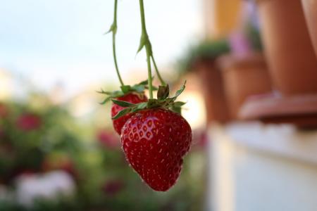 红色, 草莓, 花园