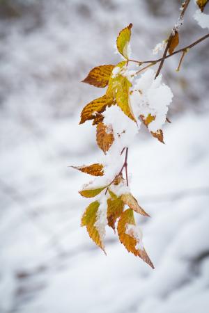 冬天, 雪, 寒冷, 白雪皑皑, 叶子, 分公司, 自然