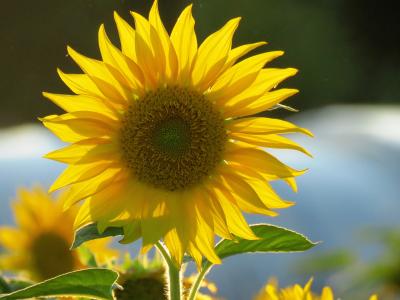 太阳花, 黄色, 开花, 绽放, 夏季