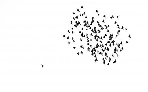 鸟类, 群, 群鸟, 天空, 孤独, 当中很多人仅仅, 特立独行的人