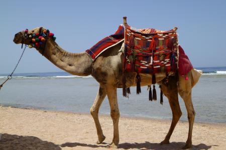 骆驼, 动物, 沙漠, 单峰骆驼, 埃及, 沙漠的船