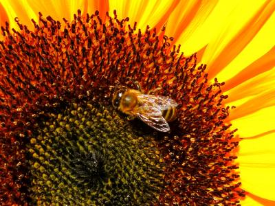 花, 蜜蜂, 向日葵, bug, 蜜蜂, 绽放, 自然