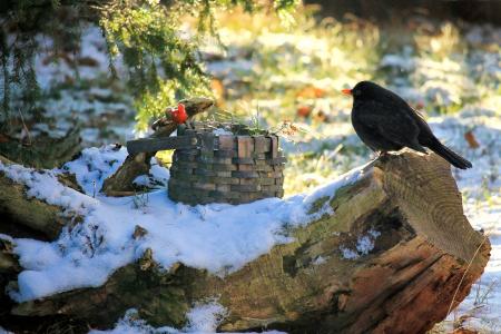 景观, 鸟, 黑鹂, 冬天, 觅食, 动物世界, 在野外的动物