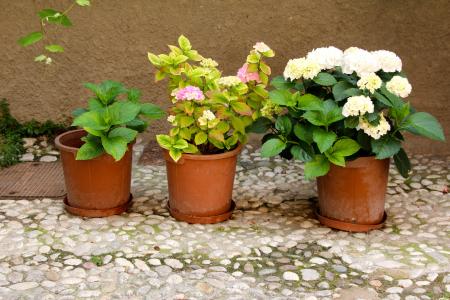 花盆, 植物, 花, 装饰, 陶瓷, 种植, 自然