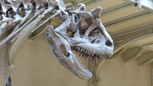 博物馆, 骨架, 恐龙, 恐龙骨架, 捕食恐龙