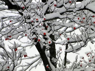 雪, 冬天, 布什, 寒冷, 白色, 浆果红