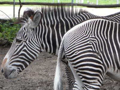 前片, 臀部, 前后, 条纹, 黑色和白色, 斑马, 斑马