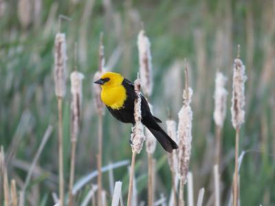 雄性黄头黑鸟, 黑鹂, 沼泽鸟, 鸟, 黄头, 自然, 鸣禽
