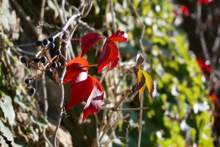 葡萄酒的合作伙伴, 红色, 秋天, 秋天的落叶, 葡萄树, 着色, 秋天的色彩