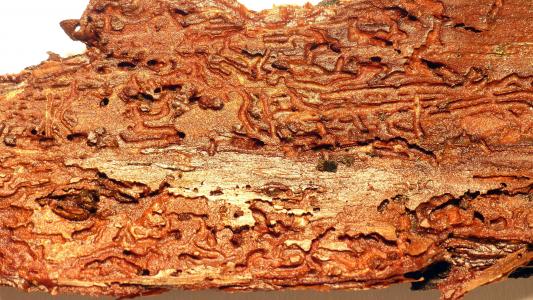 木材, 树皮, 木蠕虫, 甲虫, 结构, 树的树皮, 喂养