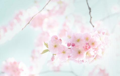 花, 绽放, 春天, 樱桃, 阳光明媚, 樱桃树, 开花