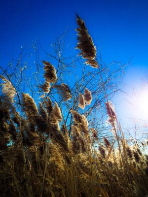 草, 穗状花序, 日落, 冬天, 自然, 天空, 蓝色