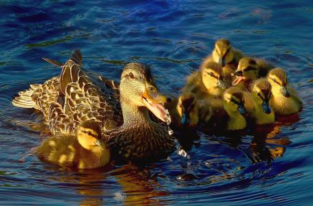 鸭子, 水, 湖, 颜色, 野鸭, 羽毛, 自然