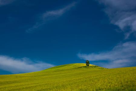 农业, 蓝色, 蓝蓝的天空, 平静, 云彩, 农村, 作物