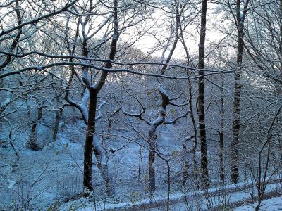 冬天, 森林, 童话景观, 树, 自然, 雪, 冬树