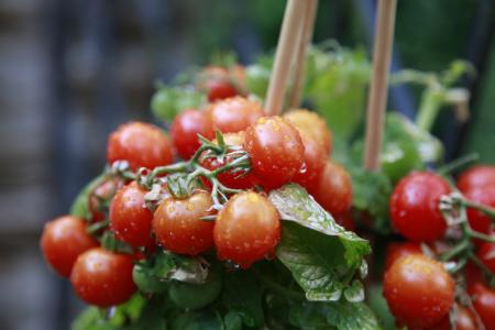 番茄, 绿色, 红色, 食品, 蔬菜, 花园, 弗里施