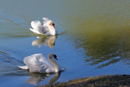 天鹅, 自然, 池塘, 水, 鸟
